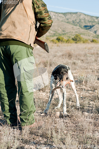 Image of Hunting dog retreiving