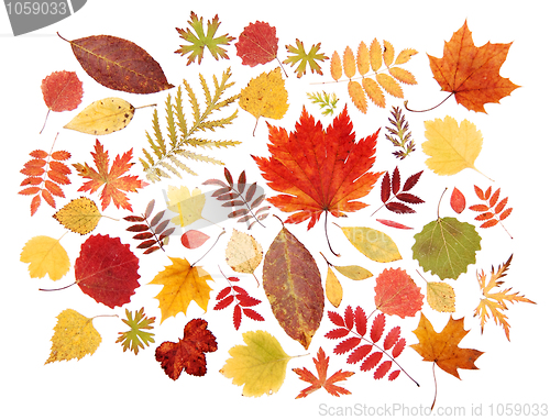 Image of Autumn leaves