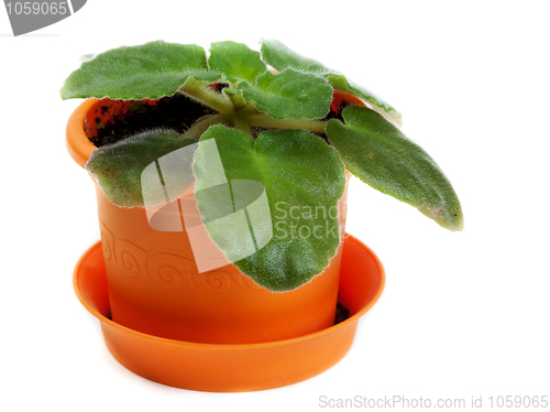 Image of Green violet in orange pot