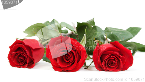 Image of Three red roses