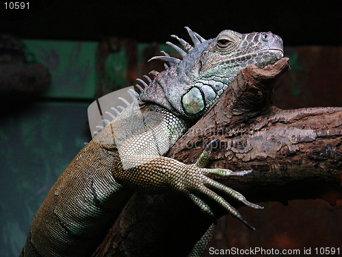 Image of Iguana