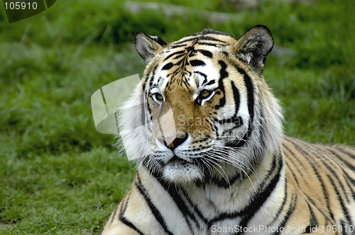 Image of TIGER
