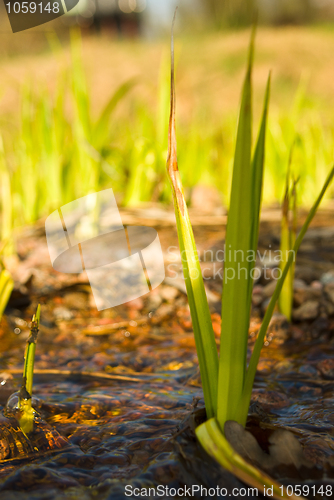 Image of Spring stream close up