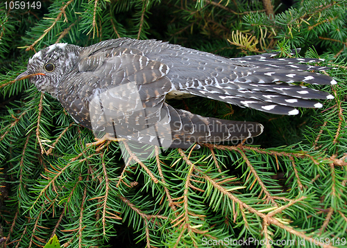 Image of cuckoo