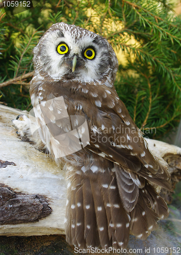 Image of Owl