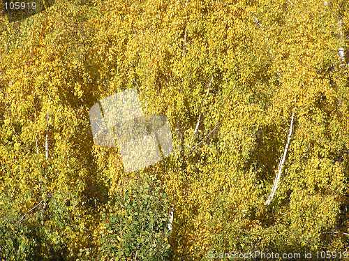 Image of Yellow birch