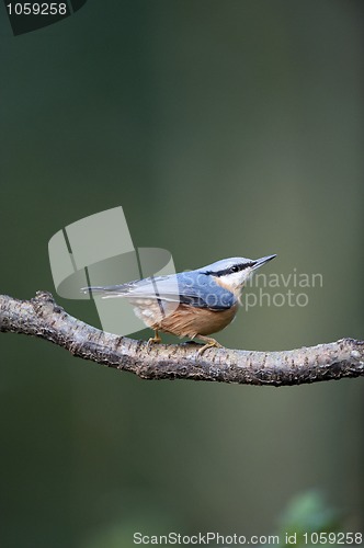 Image of Nuthatch (Sitta europaea)