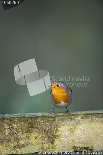 Image of Robin (Erithacus rubecula)