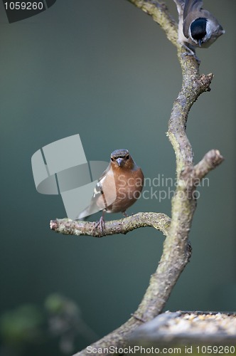 Image of Chaffinch and Willow Tit