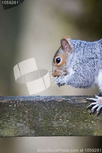 Image of Grey Squirrel (Sciurus carolinensis)