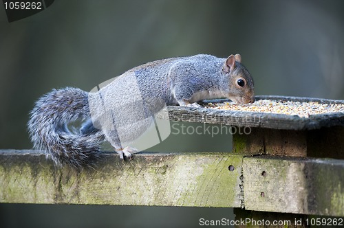 Image of Grey Squirrel (Sciurus carolinensis)