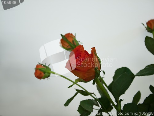 Image of Bunch of red roses