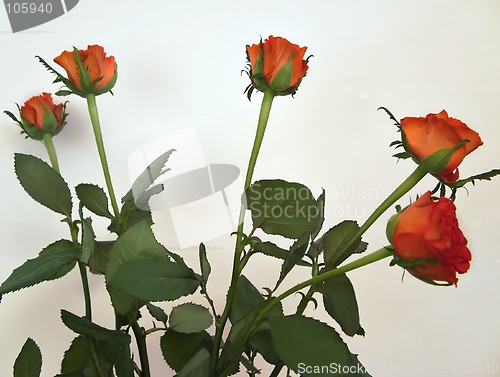 Image of Red Roses