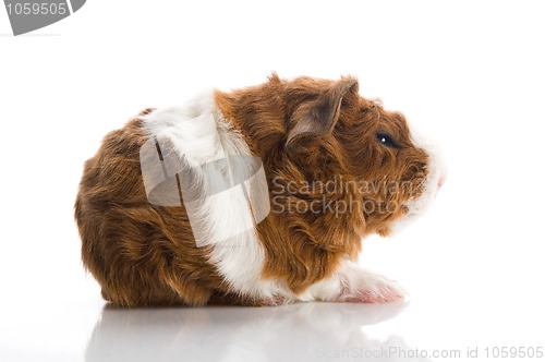 Image of baby guinea pig