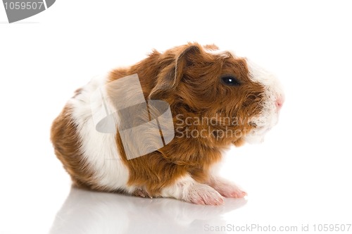 Image of baby guinea pig