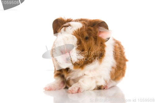 Image of baby guinea pig