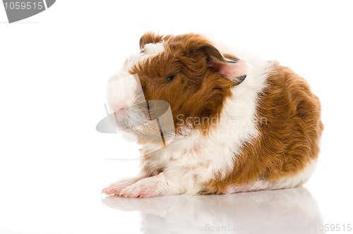 Image of baby guinea pig