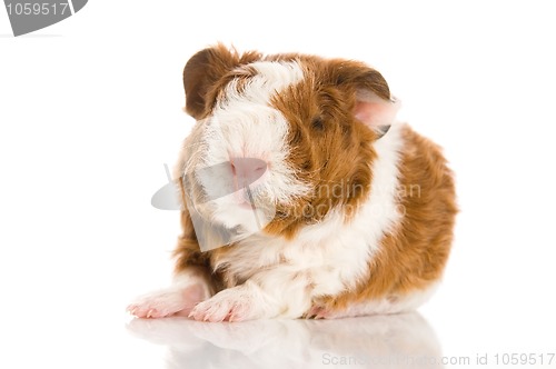 Image of baby guinea pig