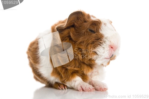 Image of baby guinea pig