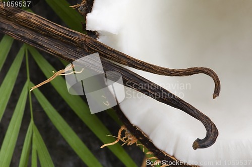 Image of coconut and palm leaf. exotic scene 