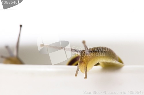 Image of snail