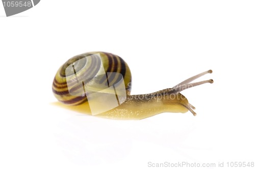 Image of snail