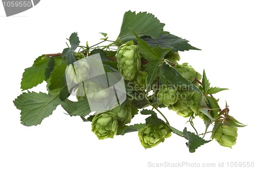 Image of Detail of hop cone and leaves on white background 