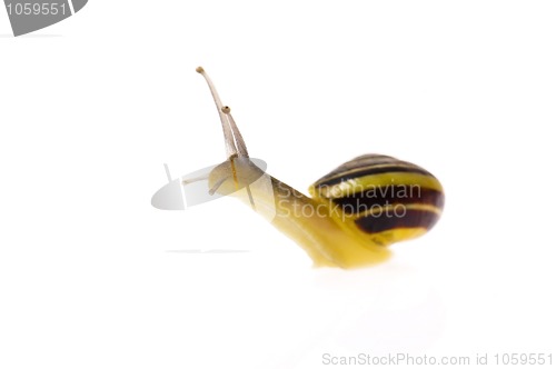 Image of snail