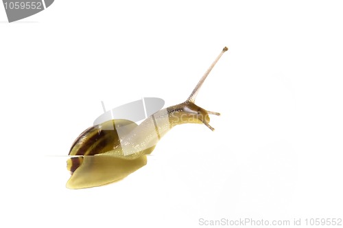 Image of snail