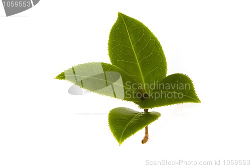 Image of fresh tea leaves