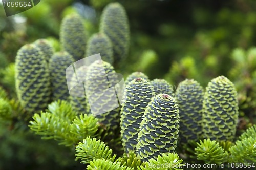 Image of pine branch with cone