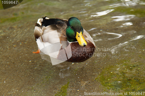 Image of A duck