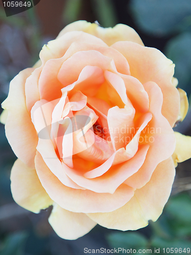 Image of A rose