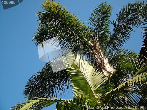 Image of palm trees