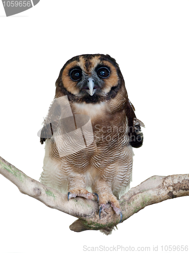 Image of Malaysian owl