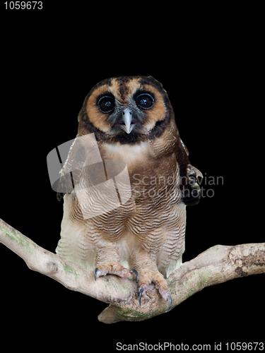 Image of Malaysian owl