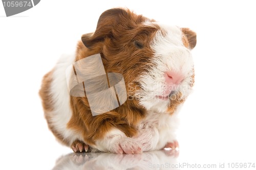 Image of newborn guinea pig. texel