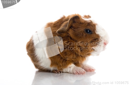 Image of newborn guinea pig. texel