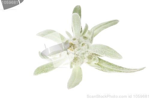 Image of edelweiss
