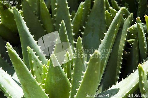 Image of Green leaves of aloe plant 