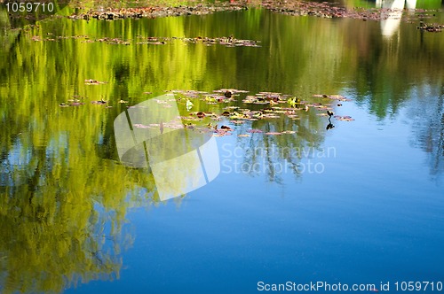 Image of trees is reflected in lake