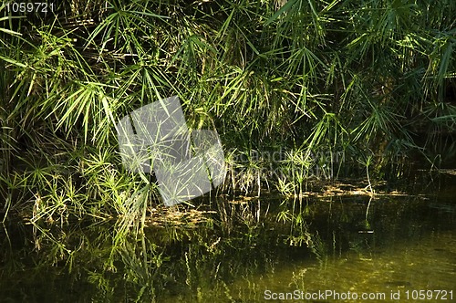 Image of Tropical view