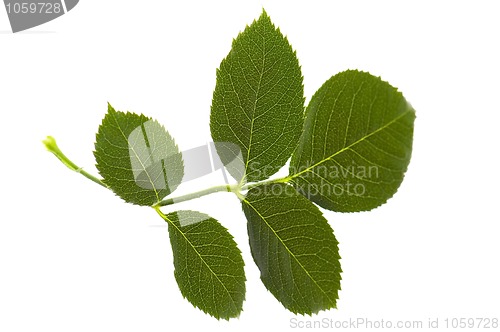 Image of rose leaf isolated on the white background 