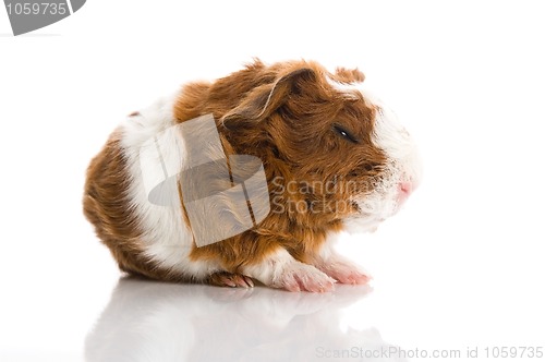 Image of newborn guinea pig. texel