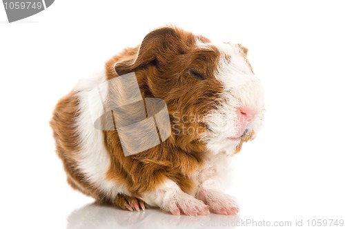 Image of newborn guinea pig. texel