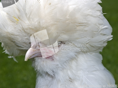 Image of Fancy Chicken