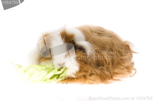 Image of guinea pig isolated on the white background