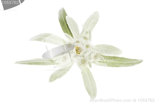 Image of edelweiss