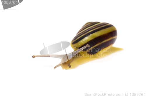 Image of snail on the white