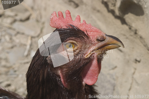 Image of Rooster